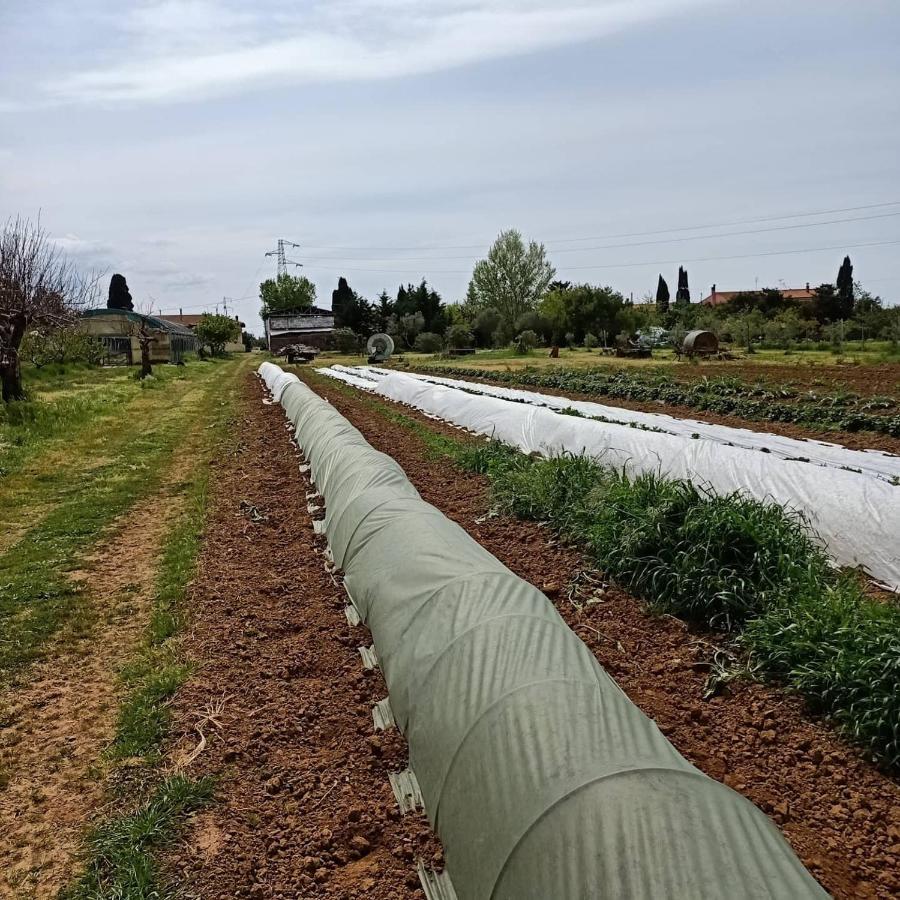 Agriturismo Il Cipresso Vada Eksteriør bilde