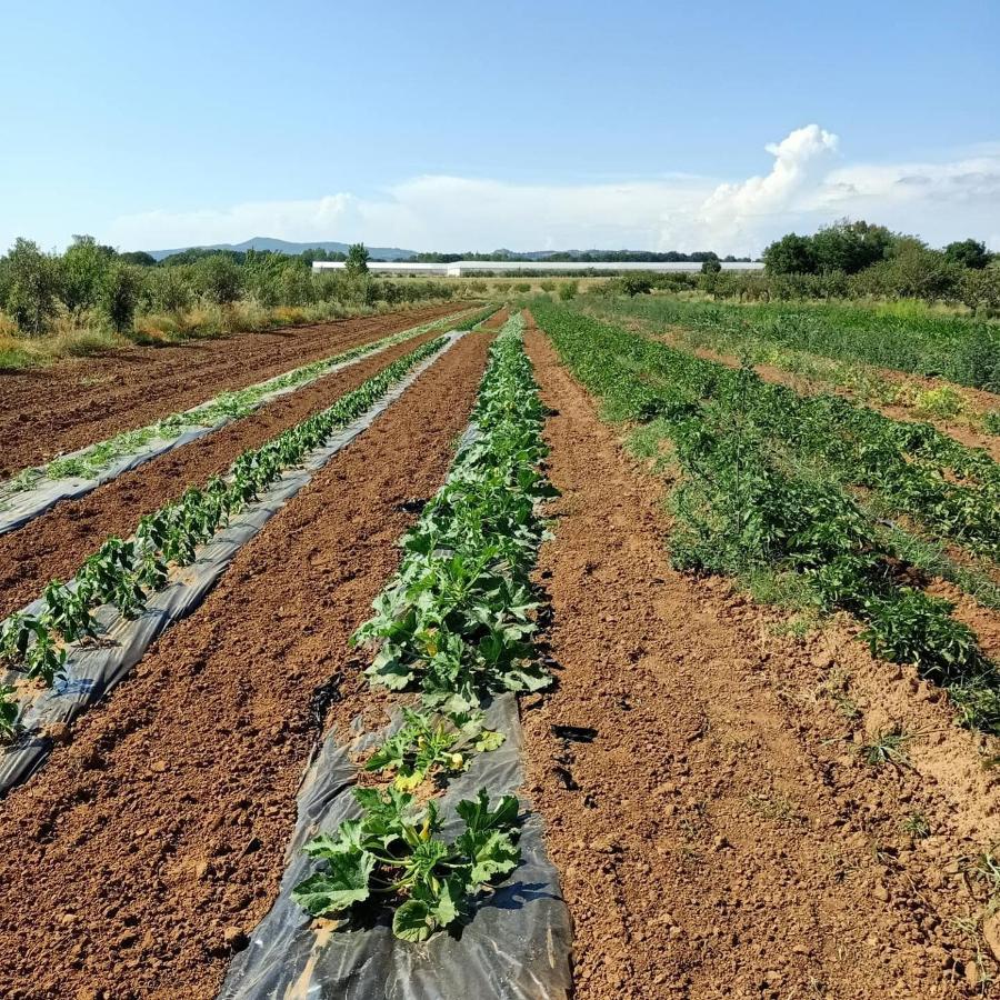 Agriturismo Il Cipresso Vada Eksteriør bilde