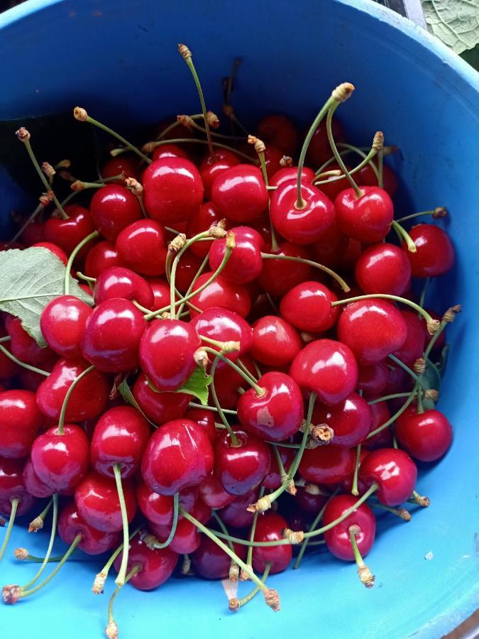 Agriturismo Il Cipresso Vada Eksteriør bilde