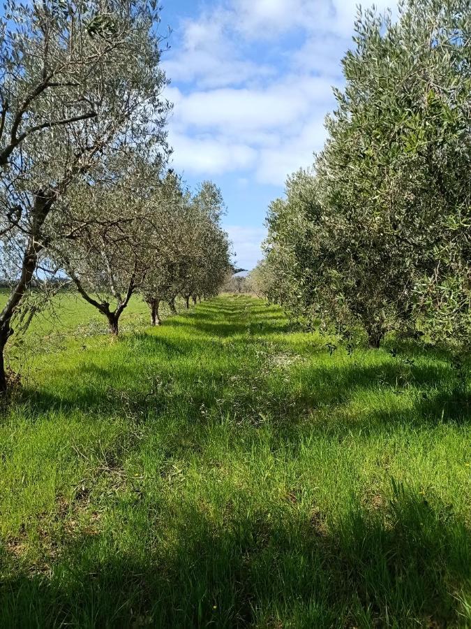 Agriturismo Il Cipresso Vada Eksteriør bilde