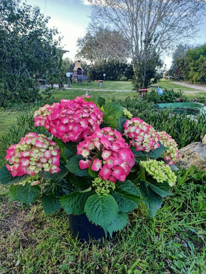 Agriturismo Il Cipresso Vada Eksteriør bilde