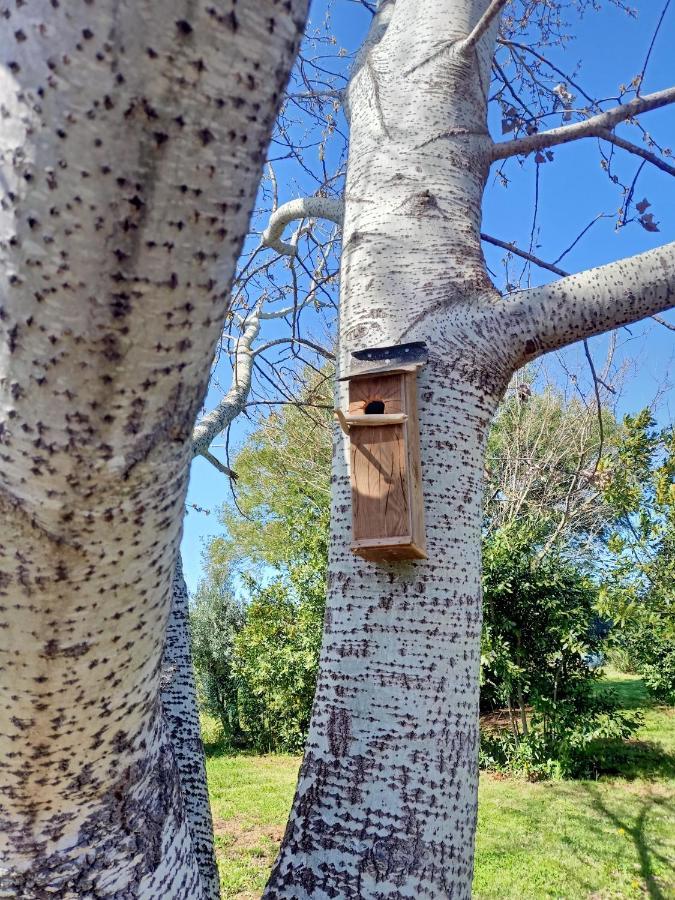 Agriturismo Il Cipresso Vada Eksteriør bilde